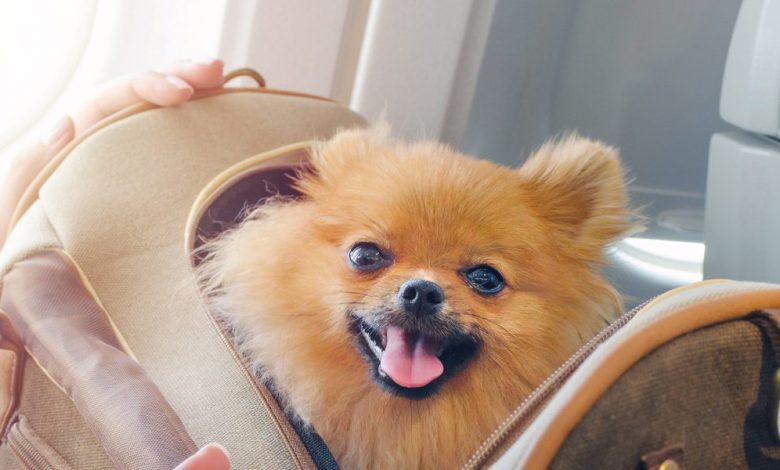 cabin crew worst things